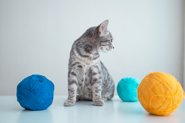 Cat Toys | Best Cat Toys | Buy Cat Toys