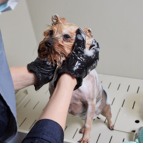 Pet Spa | Dog Bathing | Dog Spa