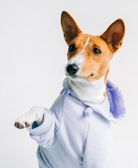 Dog Clothes | Best Dog Clothes | Fancy Dog Clothes