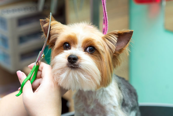Pet Spa | Pet Hair Cut | Professional Pet Spa Services