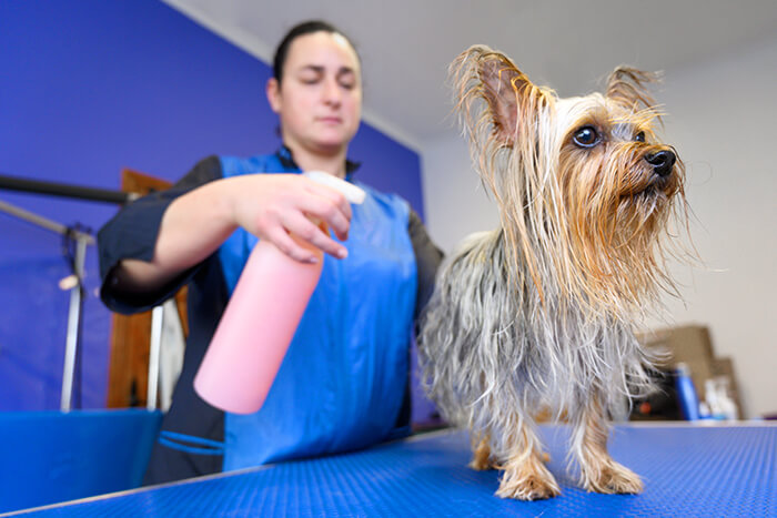Pet Spa | Cat And Dog Special Perfume
