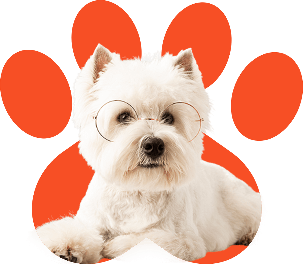 Dog Clothes| Dog Food| Cat Toys| Dog Toys