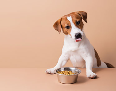 Dog Food | Cat Toys |Dog Toys | Dog Clothes