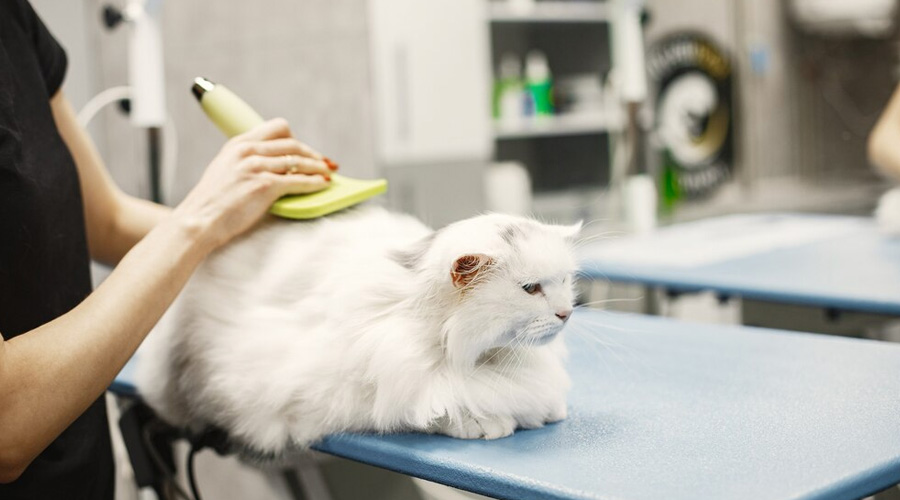 Cat grooming, Pet grooming, Dog grooming