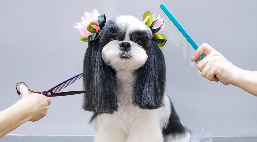 Pet Salon in Abu dhabi | Pet grooming