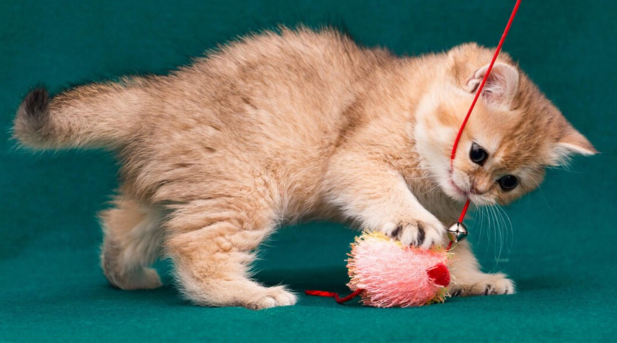 Cat Toys | Cat toys Abu dhabi
