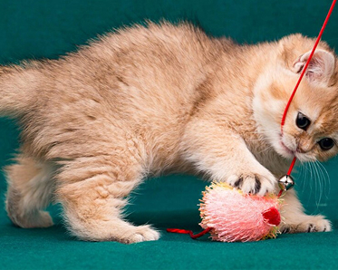 Cat Toys | Cat toys Abu dhabi