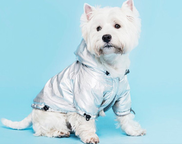Dog Clothes