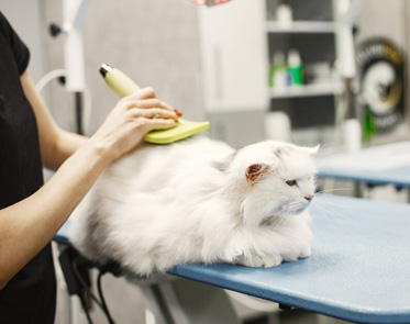 Cat grooming | Pet grooming | Dog grooming