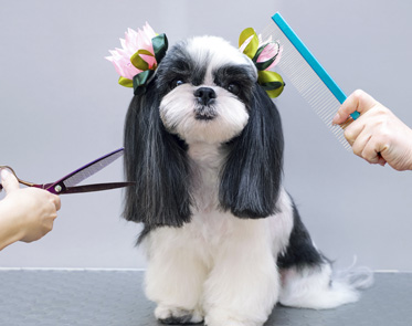 Pet Salon in Abu dhabi | Pet grooming