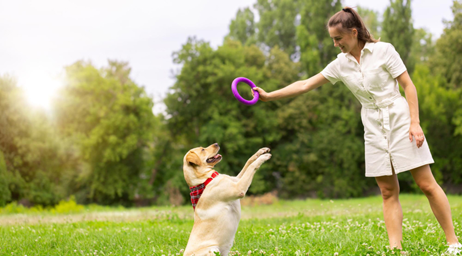 Dog Toys