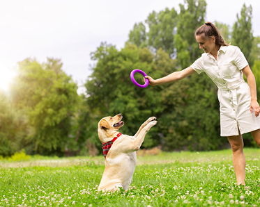 Dog Toys