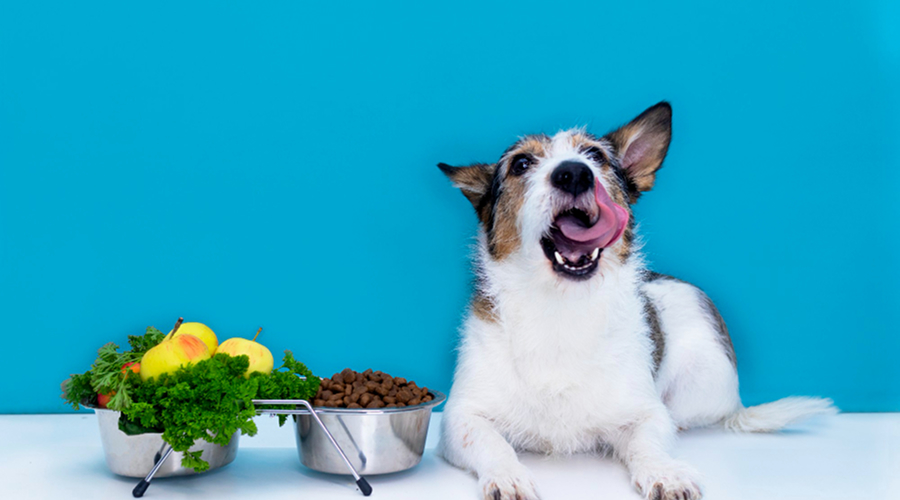 Dog Food