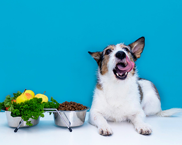 Dog Food