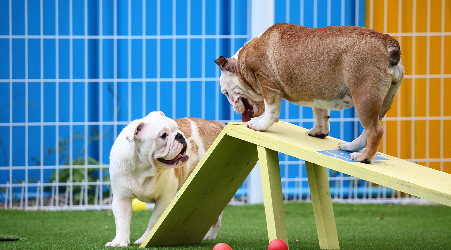 Doggy Day Care