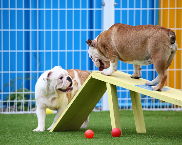 Doggy Day Care