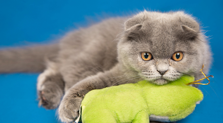 Cat toys