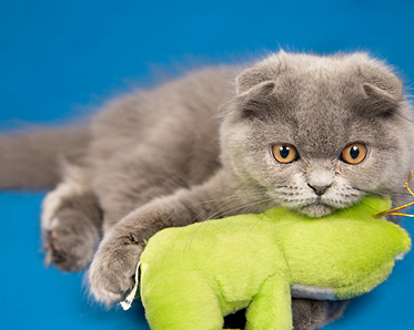 Cat toys