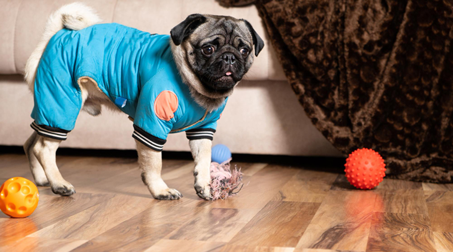 Dog clothes