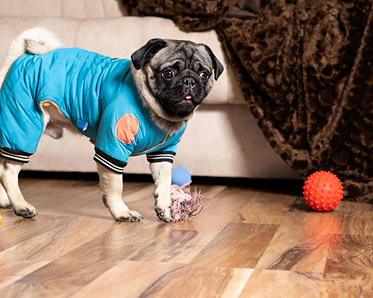 Dog clothes