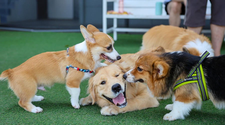 Pet Day Care