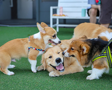 Pet Day Care