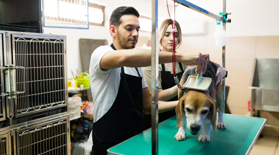Pet grooming