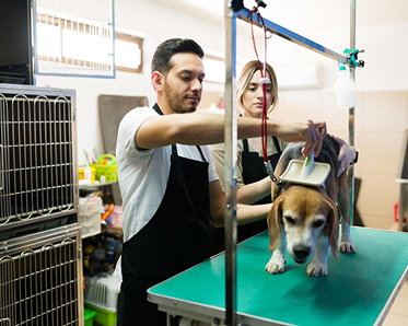 Pet grooming