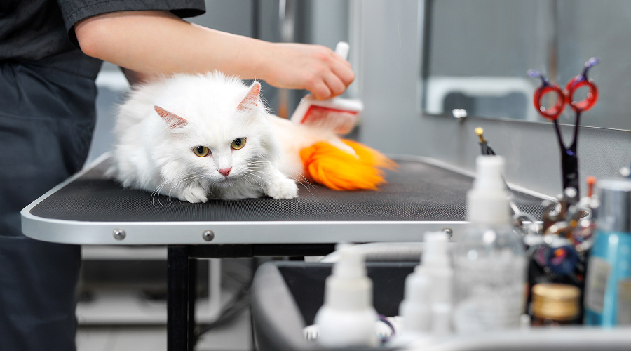 cat grooming abu dhabi