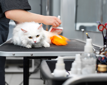 cat grooming abu dhabi