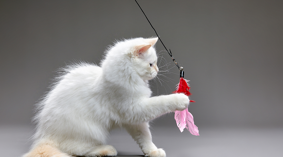 Cat Toys