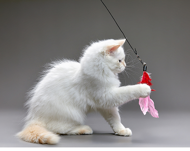 Cat Toys