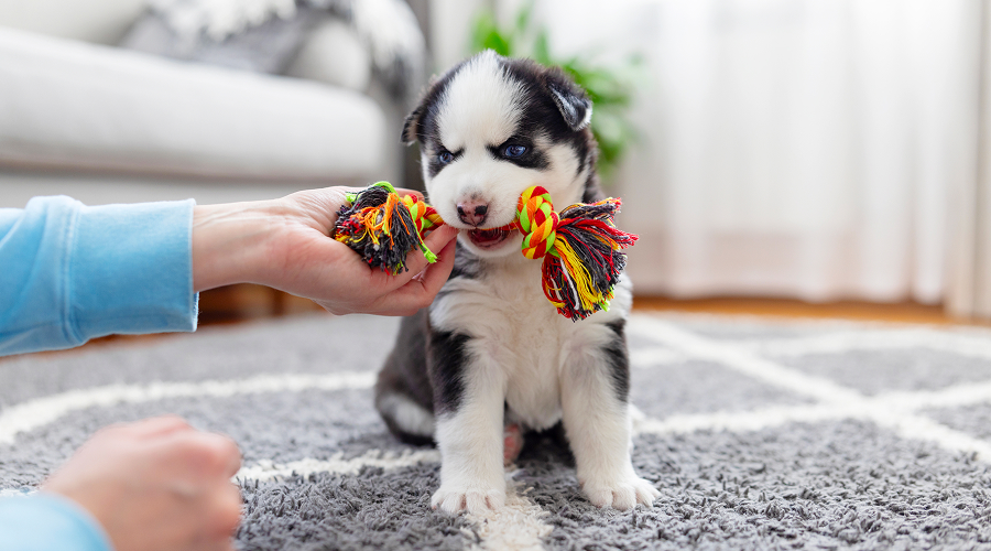 Dog_toy_maintain_tips_big