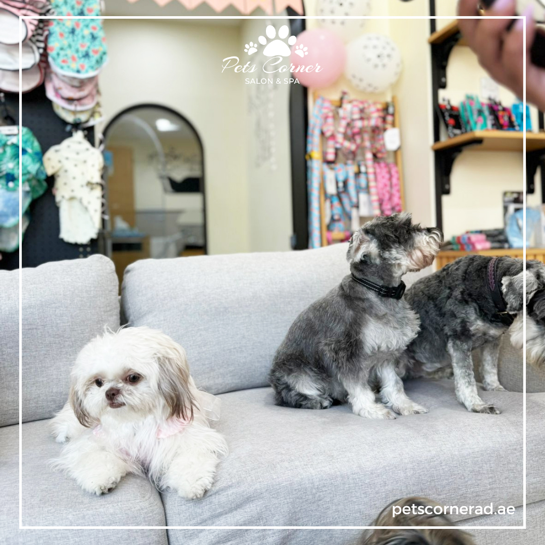 Pet Salon | Pet Salon In Abu Dhabi | Pet Grooming