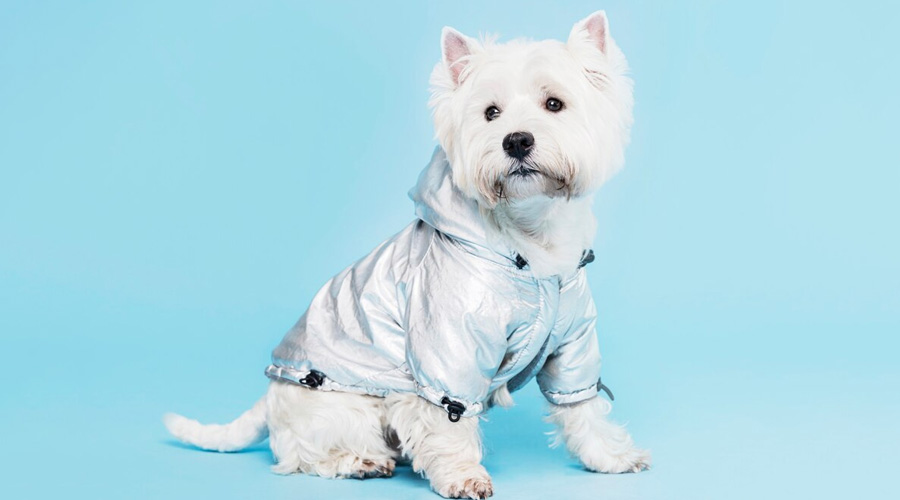Dog Clothes