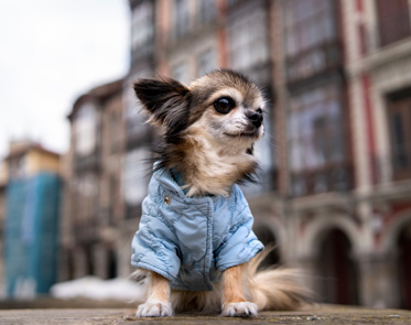 Dog Clothes