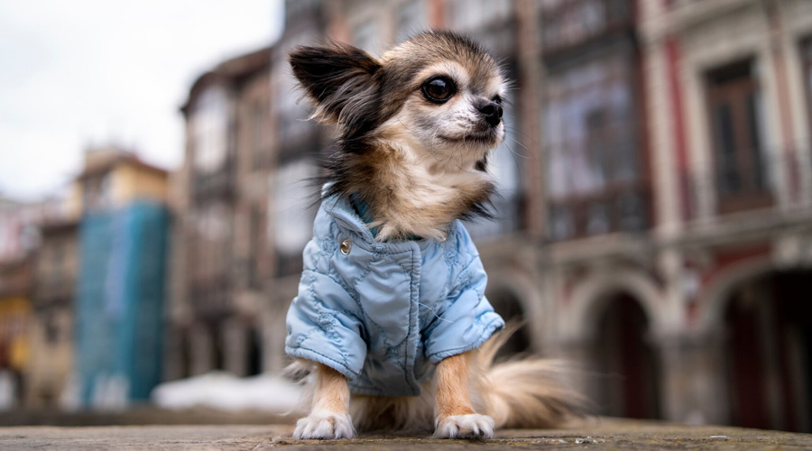 Dog Clothes
