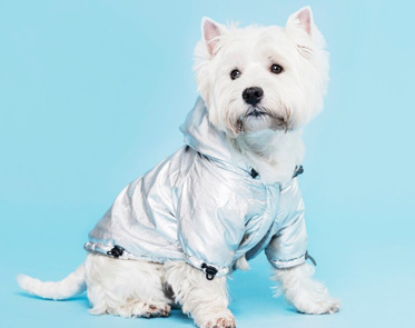 Dog Clothes