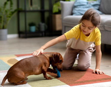 Dog Toys | Pet Grooming