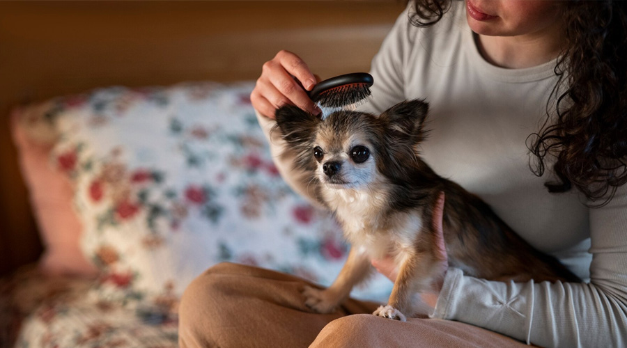 Doggy Day Care | Dog Grooming