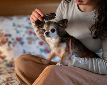 Doggy Day Care | Dog Grooming