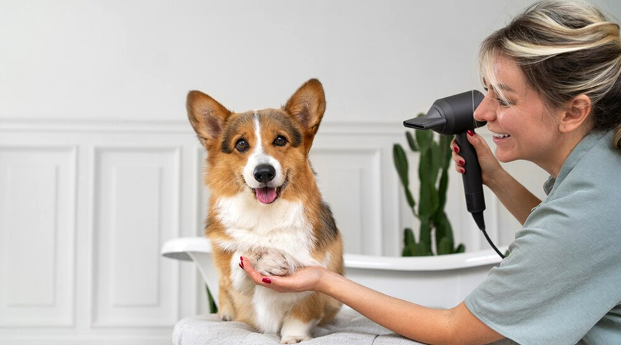 Dog spa | Dog grooming in Abu Dhabi