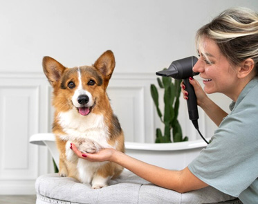 Cat grooming near me | Cat grooming in Abu Dhabi
