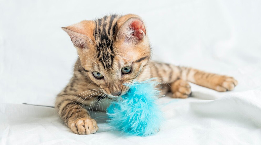 Cat Toys | Cat toys Abu dhabi