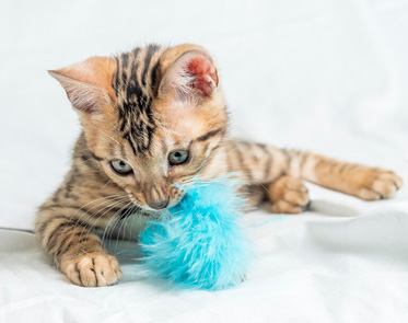Cat Toys| Cat toys Abu dhabi