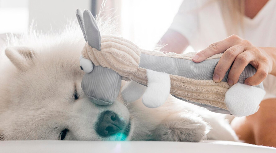 Dog spa | Dog grooming in Abu Dhabi