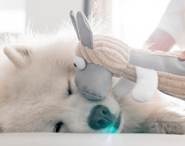 Dog spa | Dog grooming in Abu Dhabi