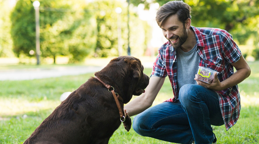 Pet Day Care| pet grooming abu dhabi