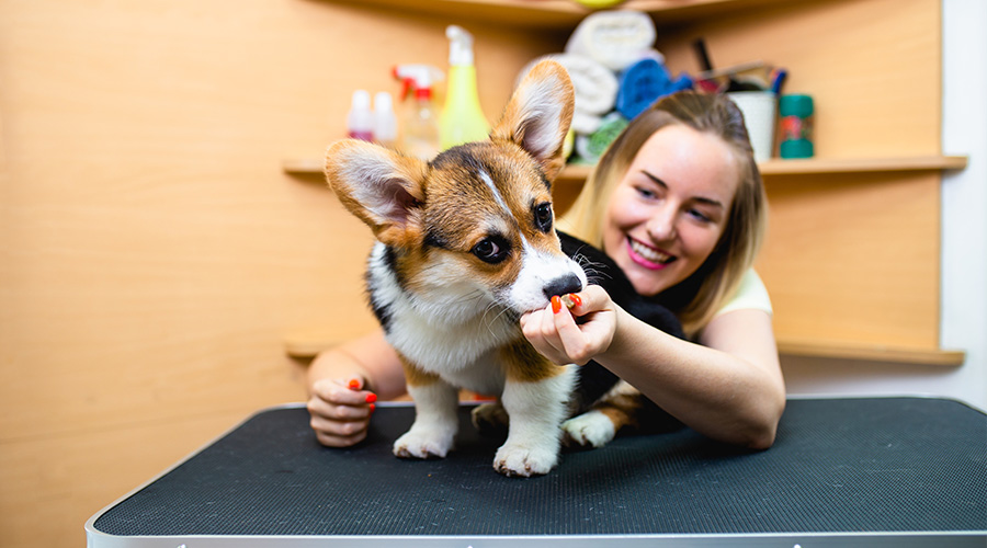 Pet Day Care | Pet Grooming Abu Dhabi