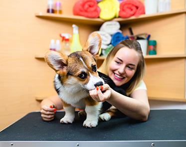 Pet Day Care | Pet Grooming Abu Dhabi
